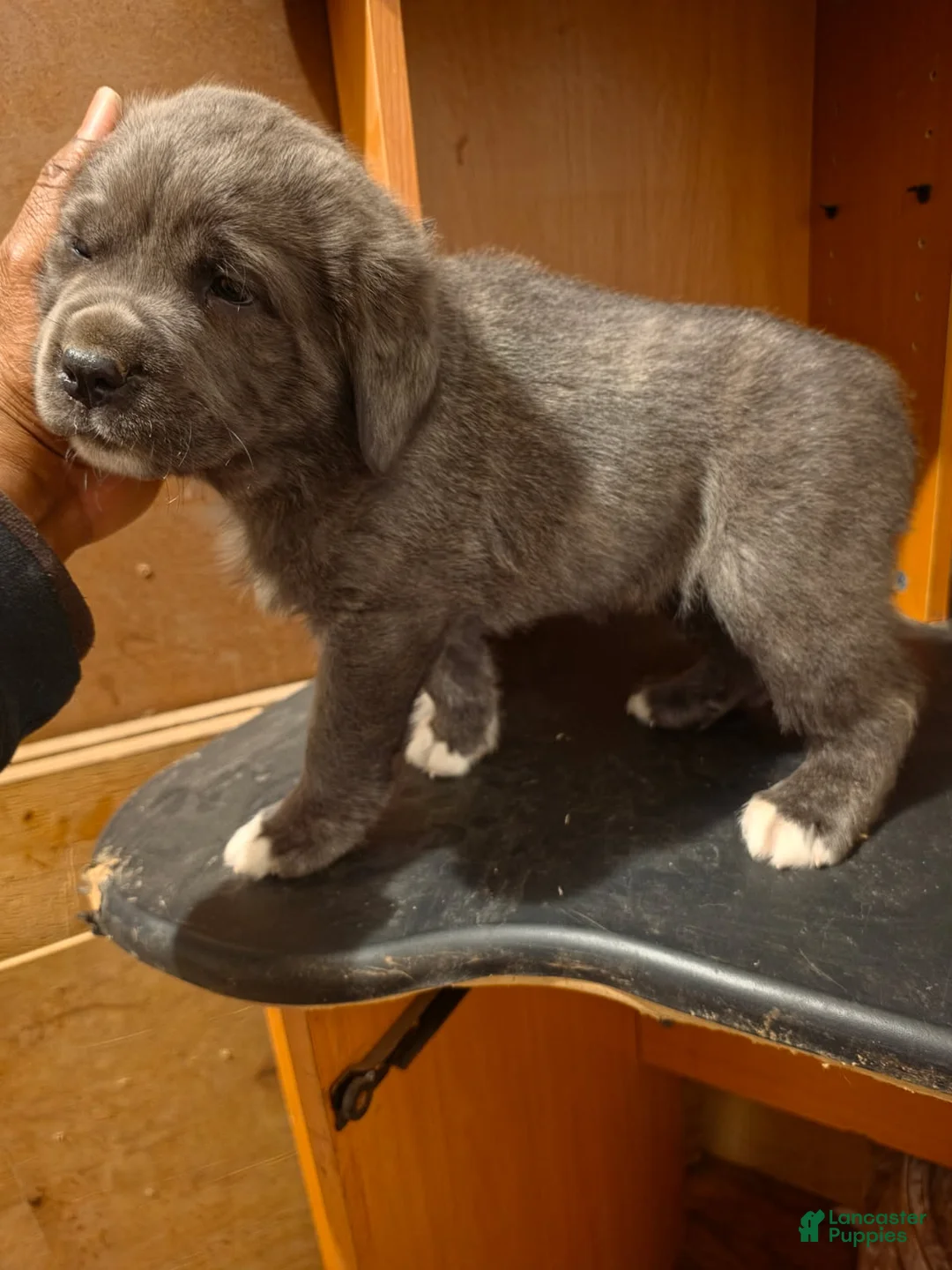 Cane Corso dogs for sale: Bear - Ad 3