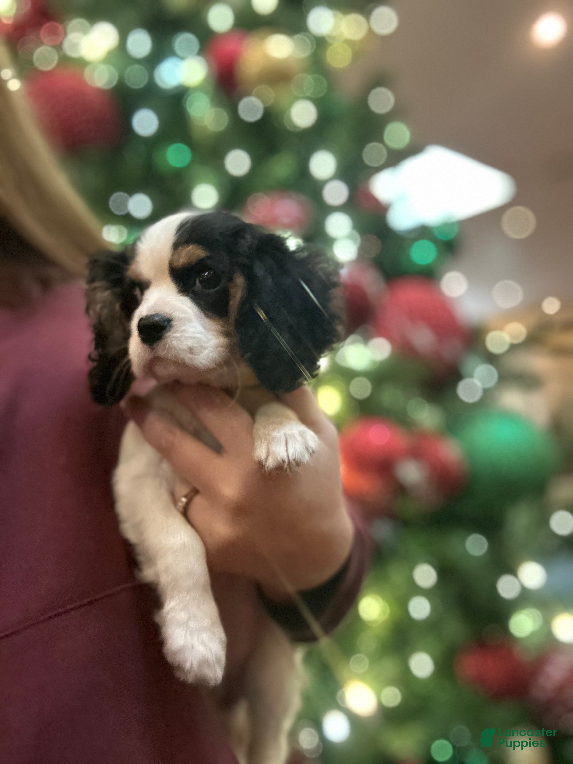 Cavalier King Charles Spaniel dogs Cavalier King Charles Spaniel Puppy 1 - Ad 41