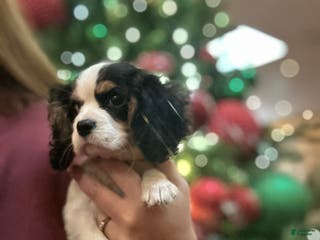 Cavalier King Charles Spaniel dogs Cavalier King Charles Spaniel Puppy 1 - Ad 28