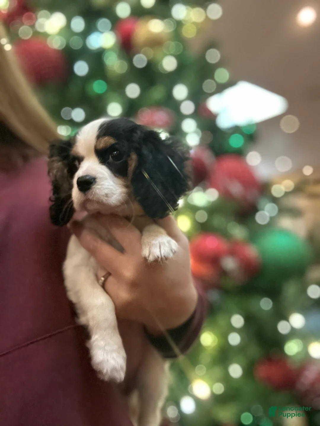 Cavalier King Charles Spaniel dogs for sale: Cavalier King Charles Spaniel Puppy 1 - Ad 1