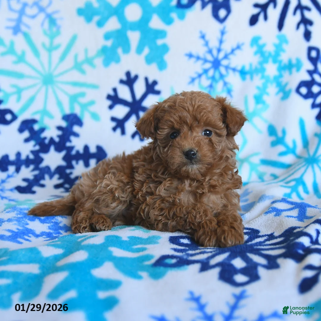 Toy Poodle dogs for sale: Denver - Ad 3
