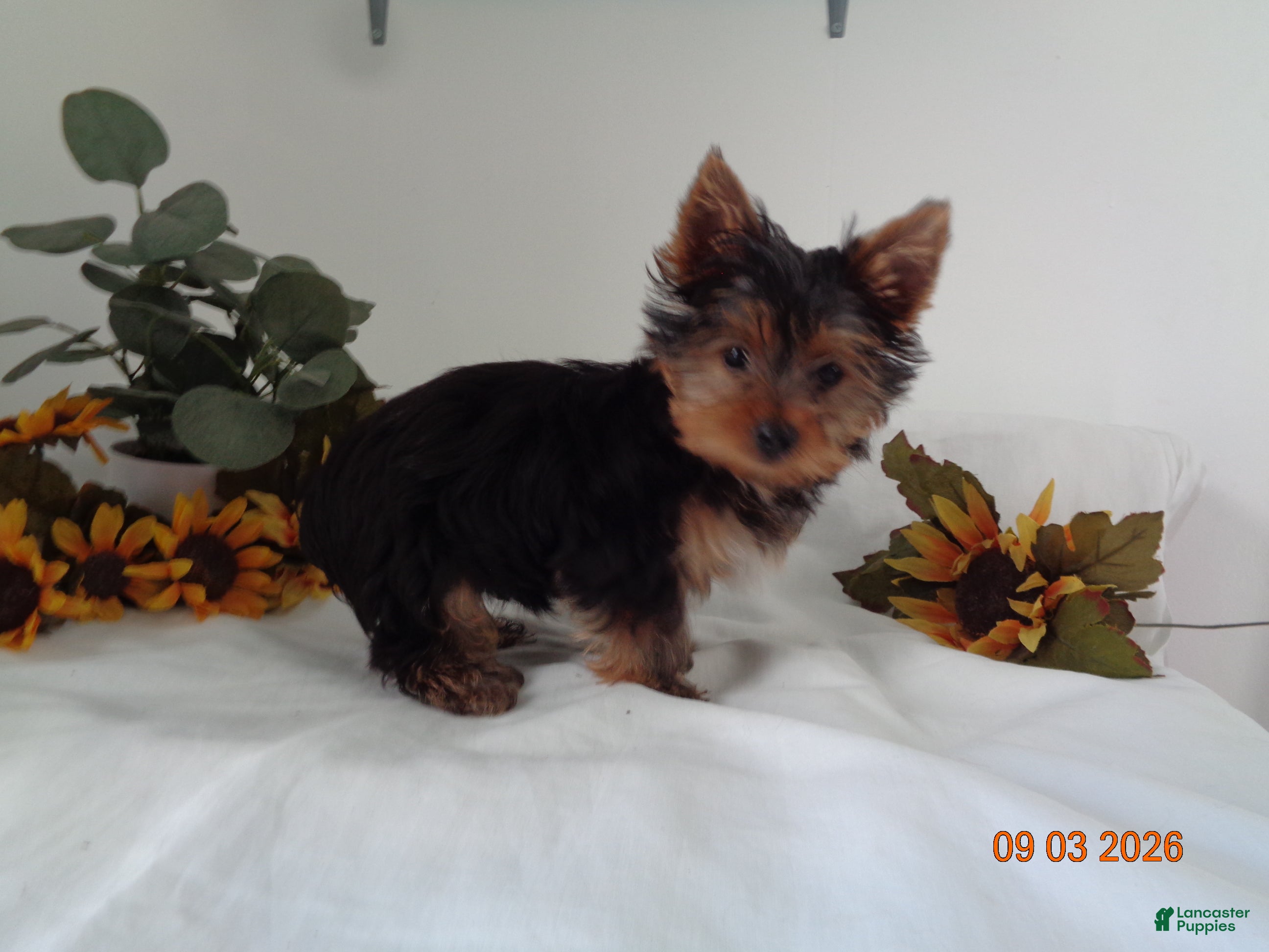 Yorkshire Terrier dogs Teddy   EXTRA SMALL - Ad 2