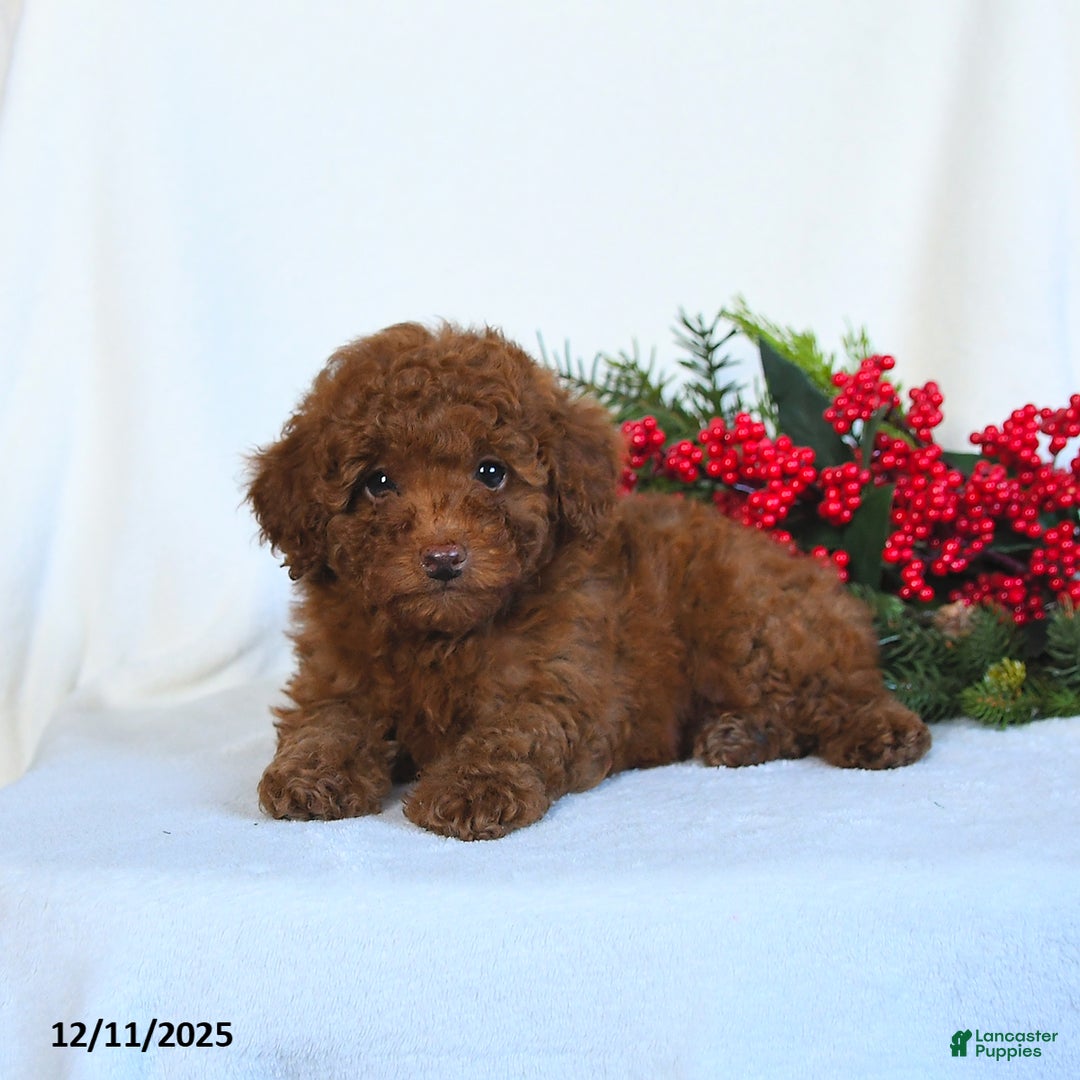 Toy Poodle dogs for sale: Vinnie - Ad 3
