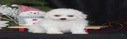 Bichon Frise dogs for sale: Luna - Ad 4