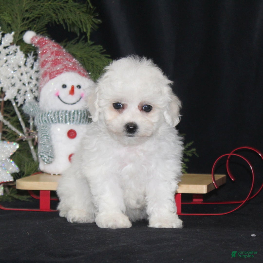 Bichon Frise dogs for sale: Luna - Ad 4