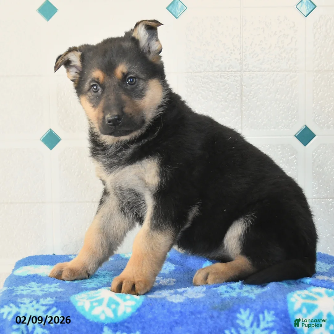 German Shepherd dogs for sale: Unice - Ad 3