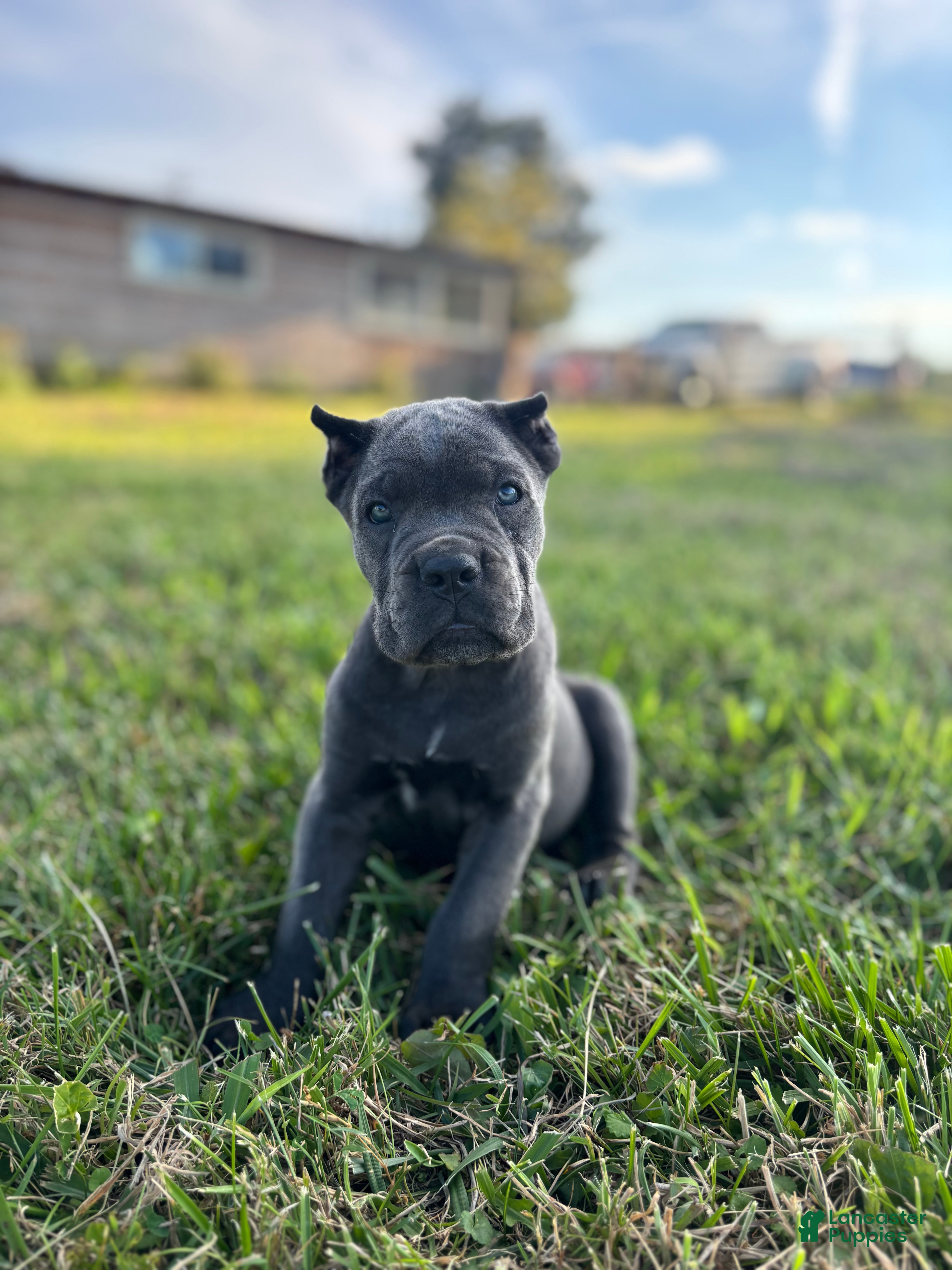 Cane Corso dogs Ranger - Ad 1