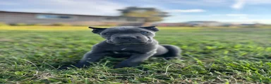 Ranger - ICCF Registered Cane Corso Italian Mastiff
