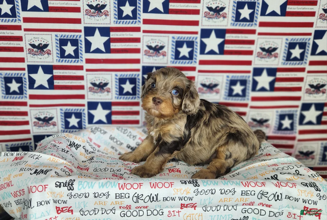 Cavapoo dogs for sale: Max - Ad 2