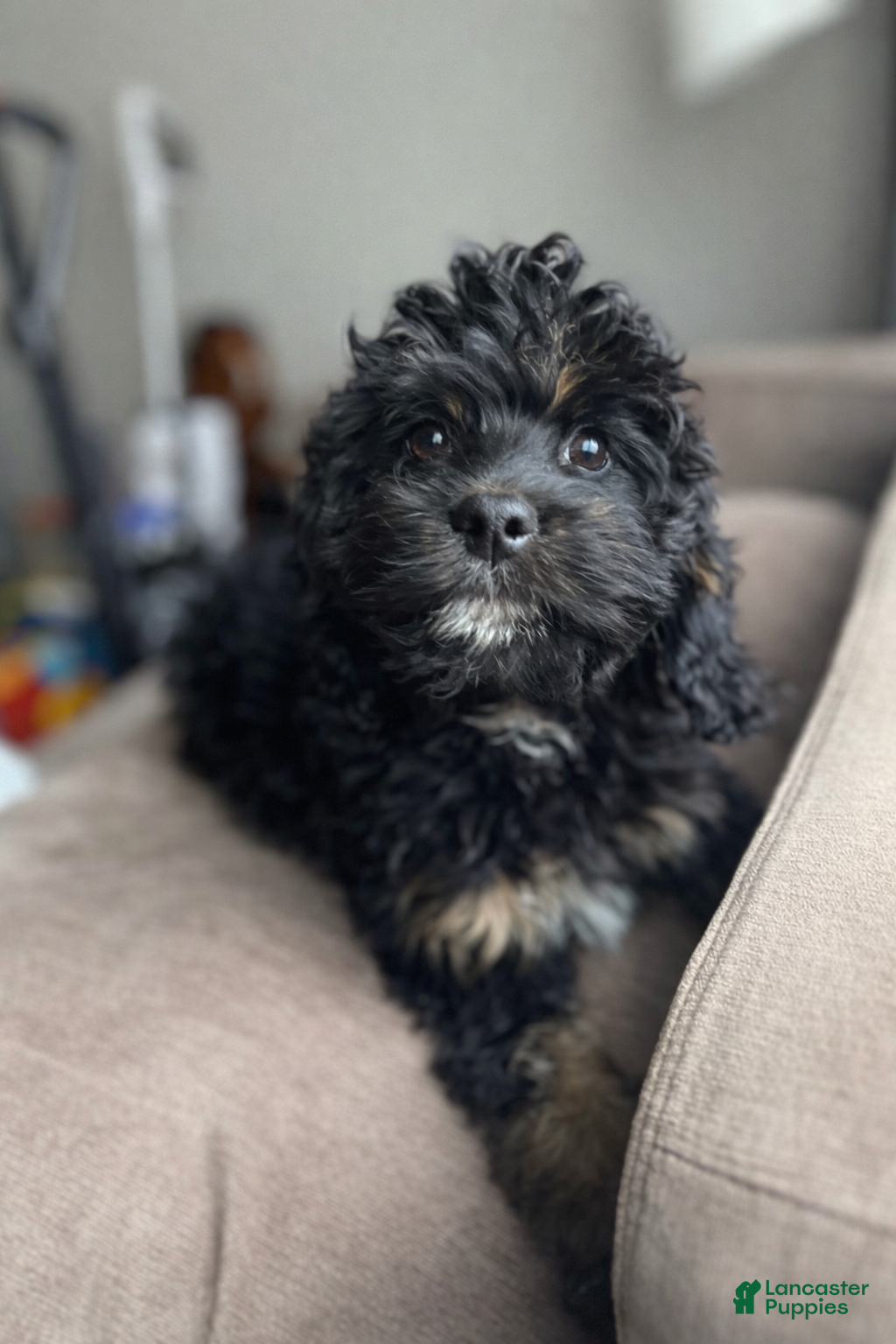 Cavapoo dogs Damian - Ad 23