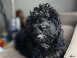 Cavapoo dogs Damian - Ad 23