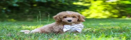 Bichpoo dogs for sale: Charlie  - Ad 9