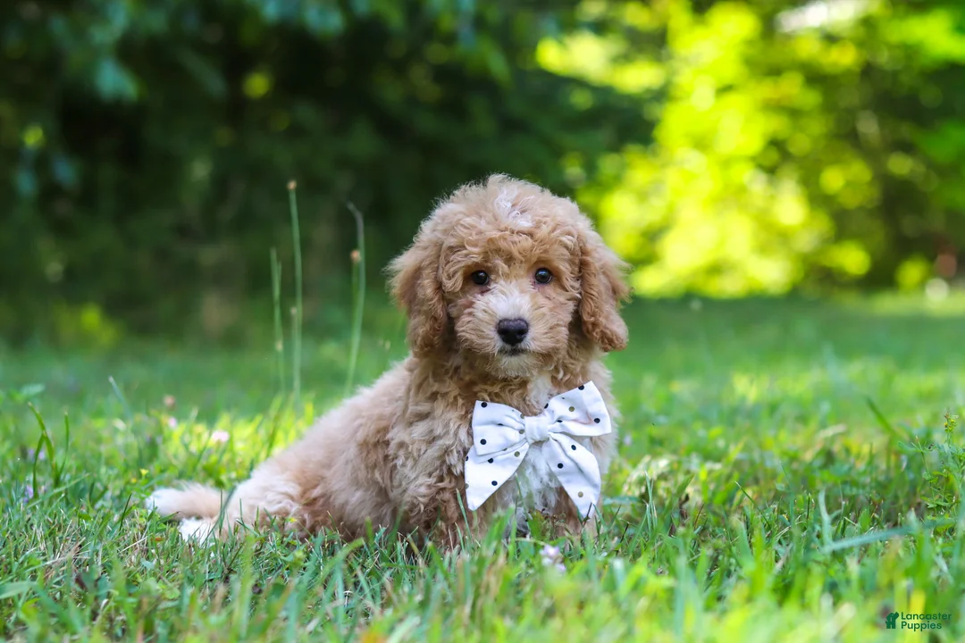 Bichpoo dogs for sale: Charlie  - Ad 9