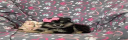 Pomeranian dogs for sale: Brooklyn - Ad 4