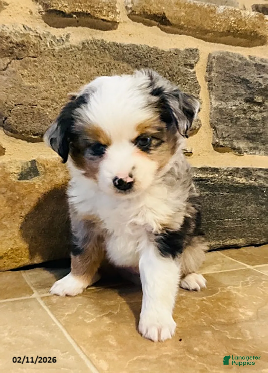 Miniature Australian Shepherd dogs for sale: Alfie - Ad 3