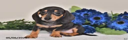 Miniature Dachshund dogs for sale: Jewel - Ad 5