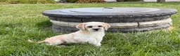 Lhasa Apso dogs for sale: Sammy - Ad 3