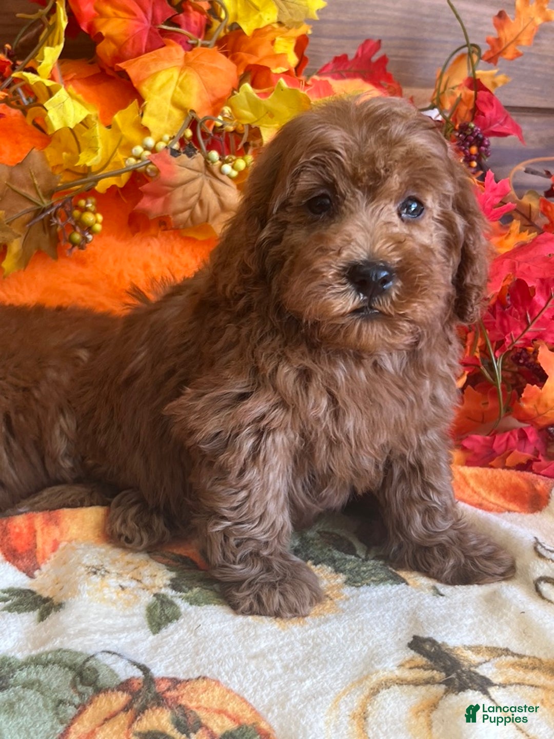 Mini Goldendoodle dogs for sale: Teddy - Ad 2