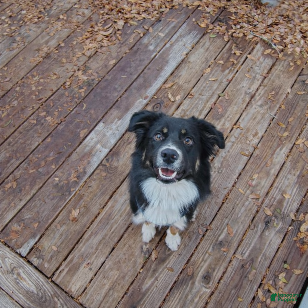 Mixed Breed dogs Tux - Ad 2