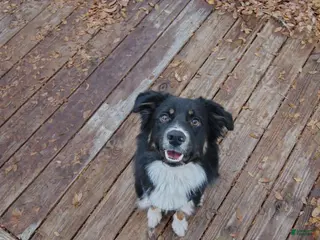 Mixed Breed dogs Tux - Ad 2