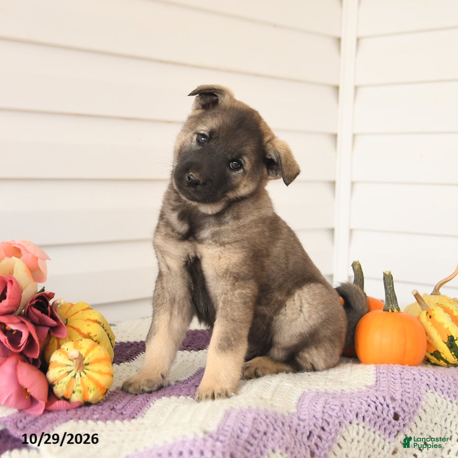 Mixed Breed dogs for sale: Alfie - Ad 2