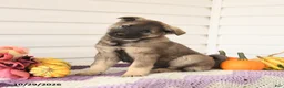 Mixed Breed dogs for sale: Alfie - Ad 2