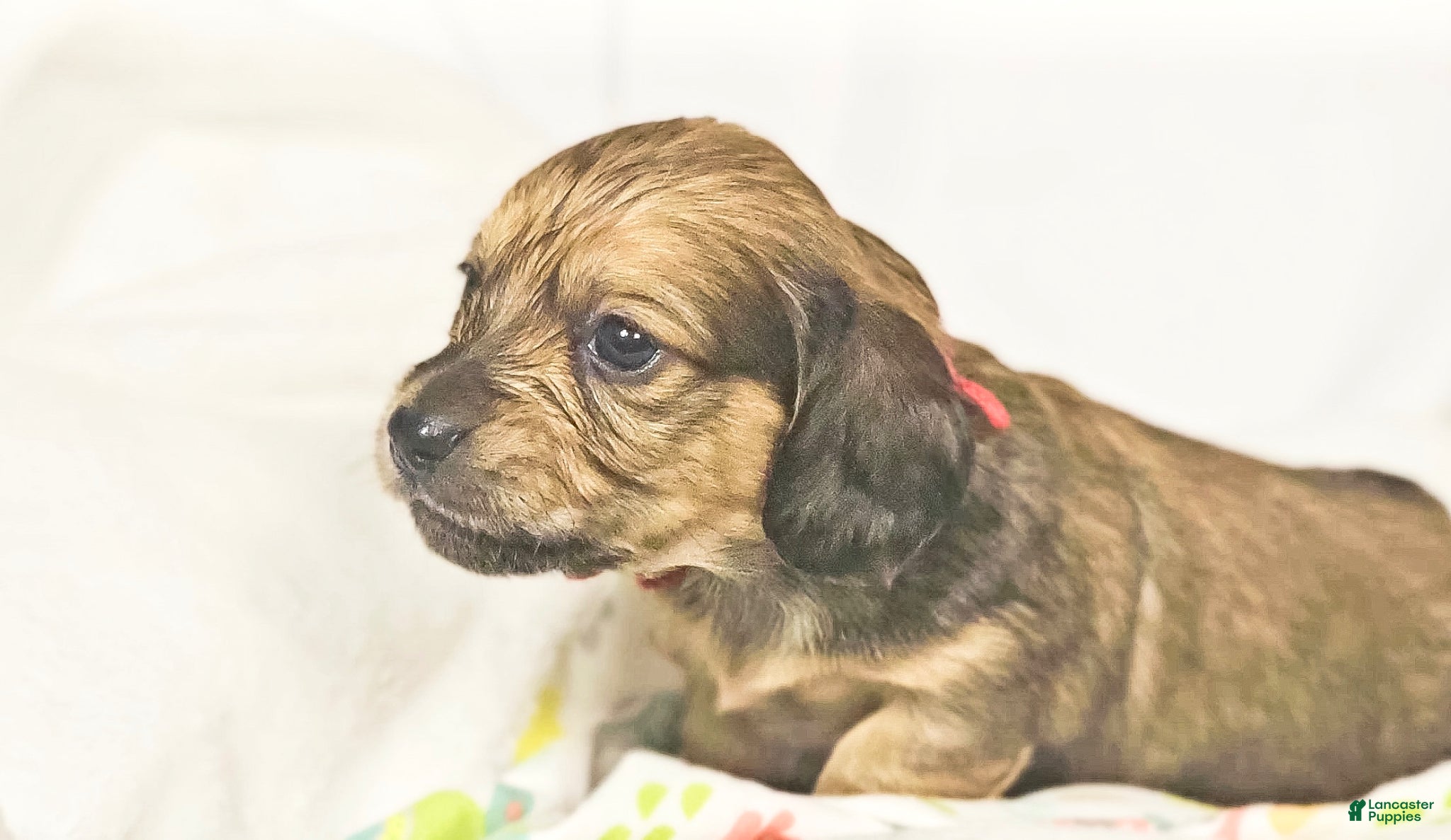 Miniature Dachshund dogs for sale: Patty - Ad 2