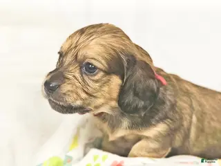 Miniature Dachshund dogs for sale: Patty - Ad 2