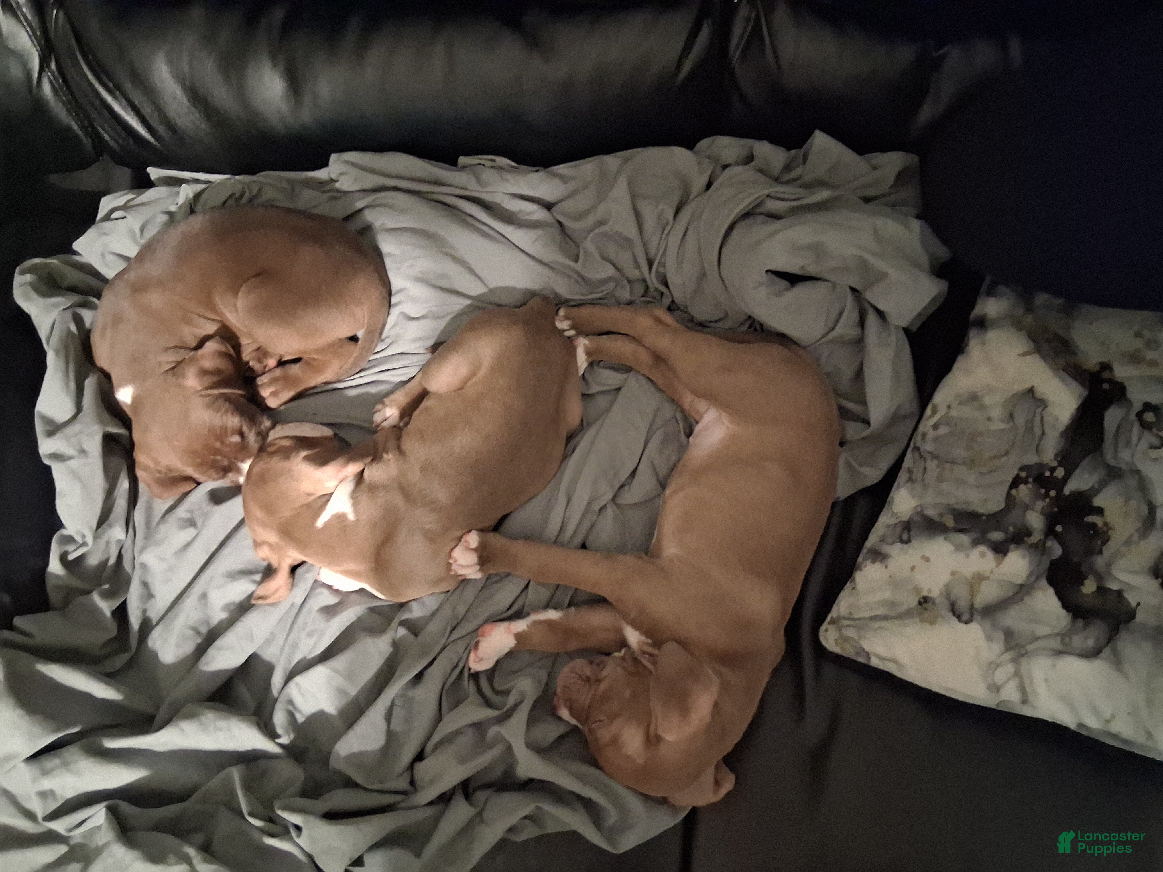 American Pit Bull Terrier dogs American Pit Bull Terrier 1 - Ad 42