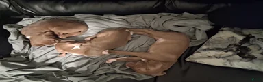 American Pit Bull Terrier 1