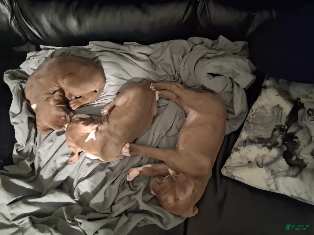 American Pit Bull Terrier dogs for sale: American Pit Bull Terrier 1 - Ad 1