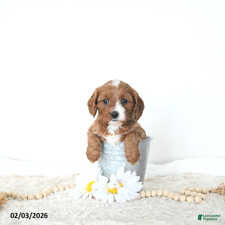 Cavapoo dogs Rita EXTRA SMALL - Ad 2