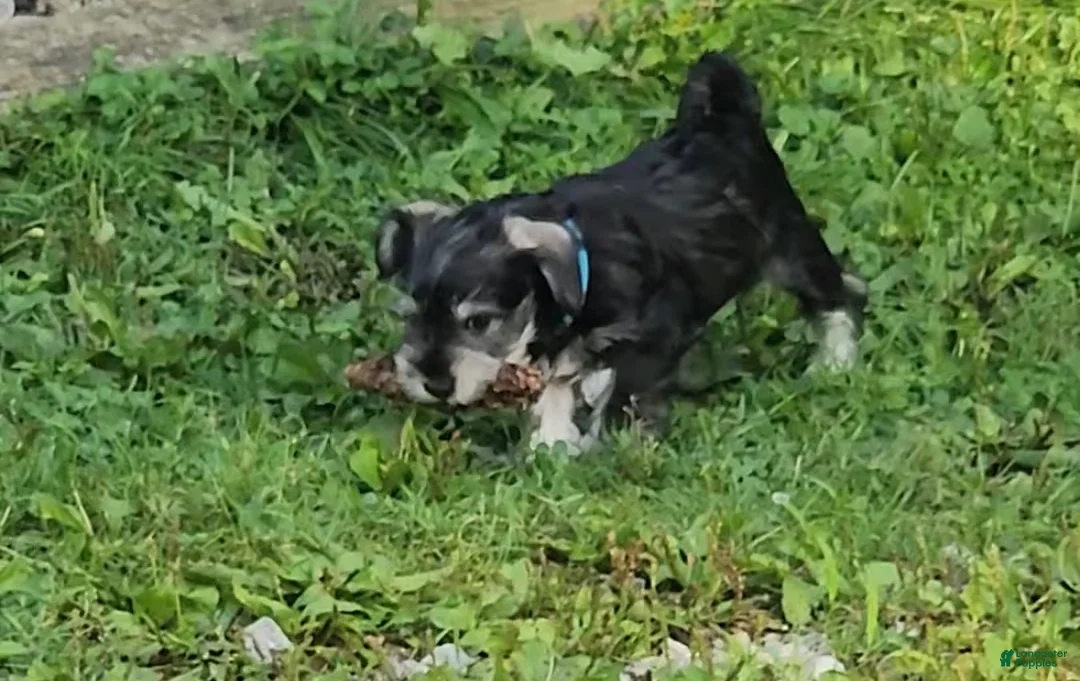 Miniature Schnauzer dogs for sale: Miniature Schnauzer 3 Leon - Ad 1