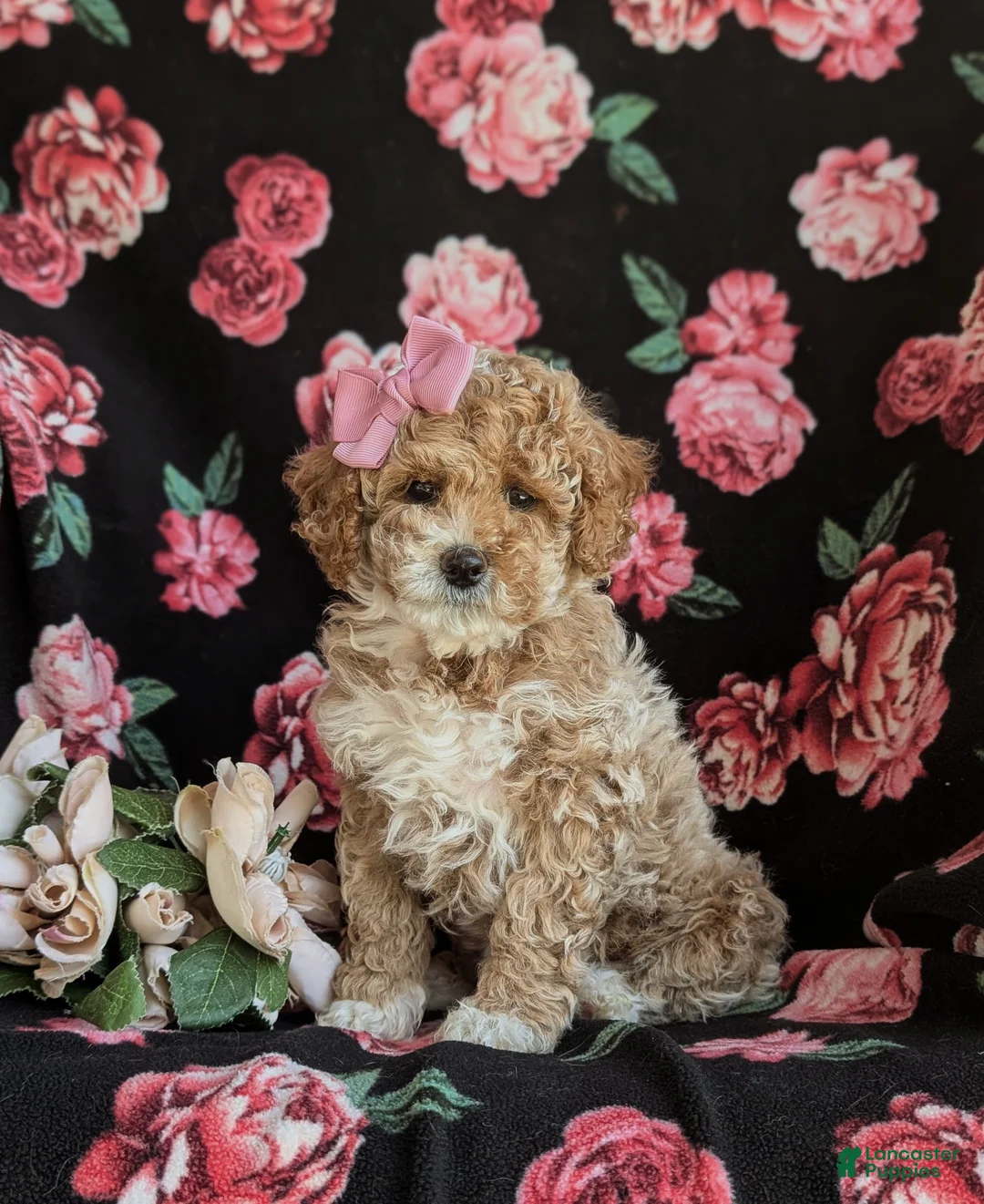Cavapoo dogs for sale: Mallory Hypoallergenic - Ad 1