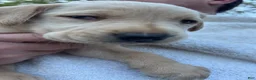 Labrador Retriever dogs for sale: Labrador Retriever Puppy 4 - Yellow - MALE - Ad 3