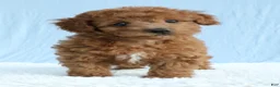 Toy Poodle dogs for sale: Waffles 🧇  - Ad 13