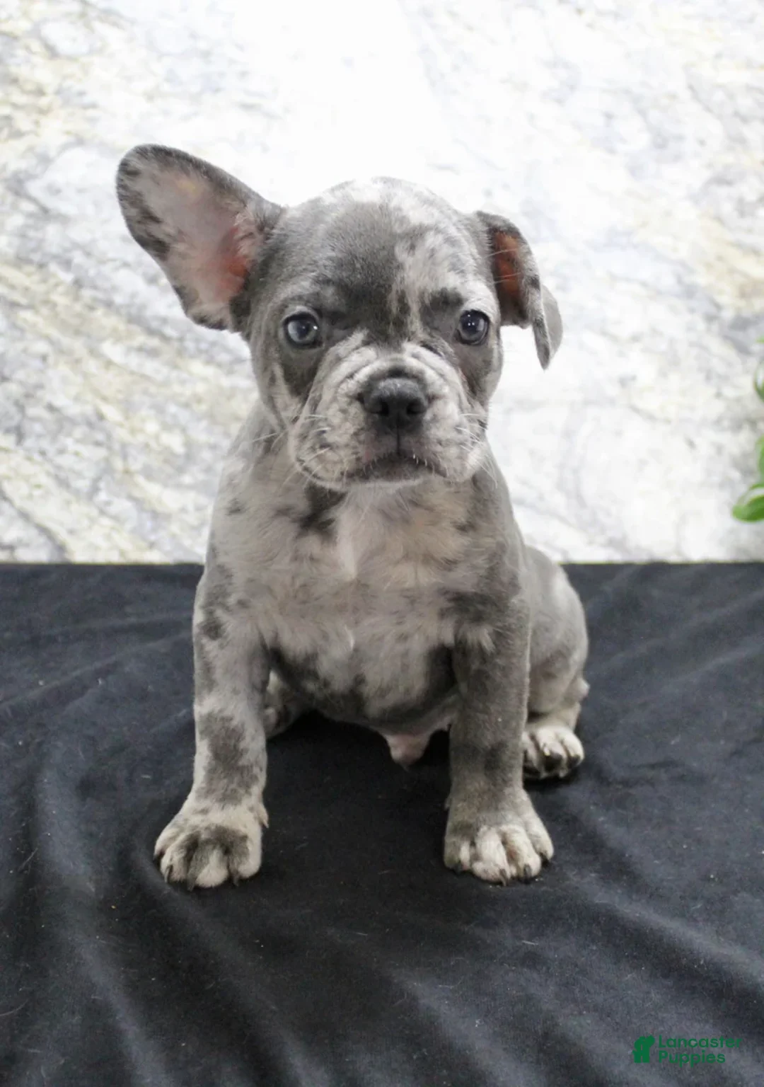 French Bulldog dogs for sale: Sawyer - Ad 3