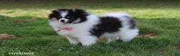 Pomeranian dogs for sale: Karter - Ad 5