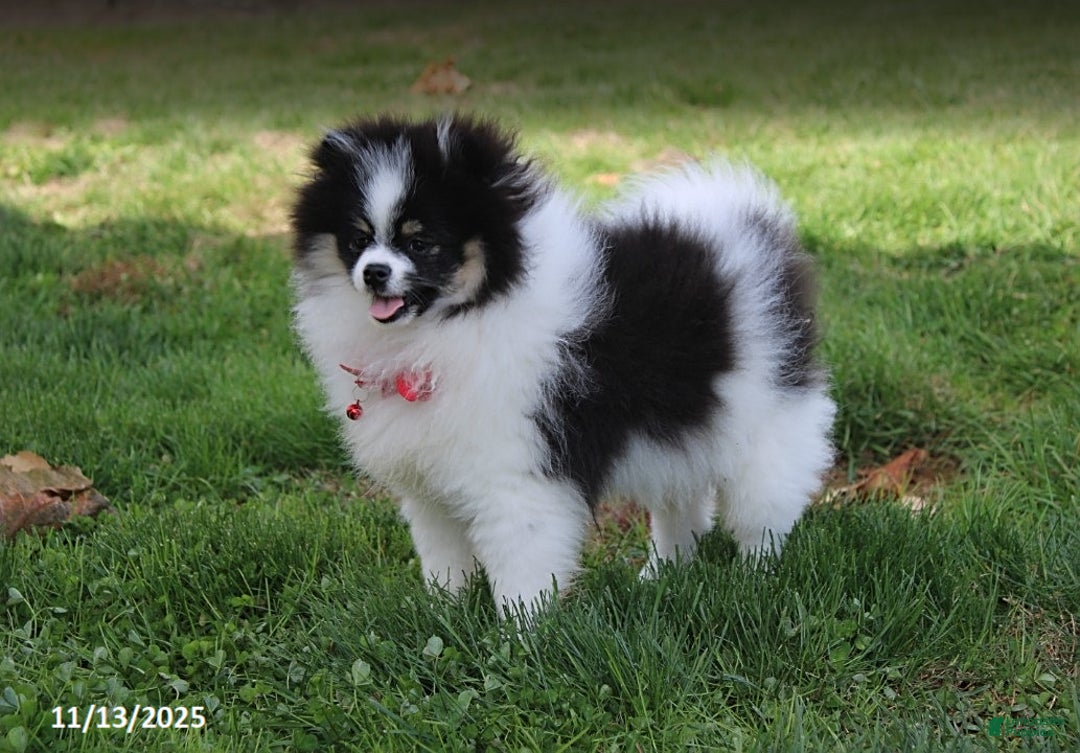 Pomeranian dogs for sale: Karter - Ad 5