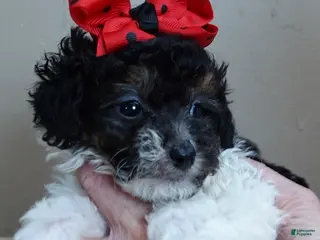 Toy Poodle dogs Flint 1 lb 7 ozs - Ad 41