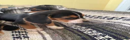 Beagle dogs for sale: Raya - Ad 3