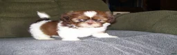 Shih Tzu dogs for sale: Murphey - Ad 4