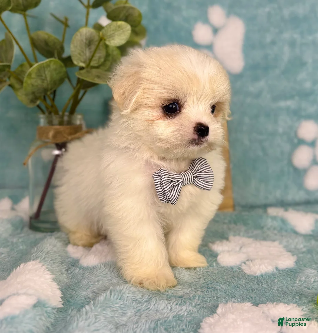 Malshi dogs for sale: Teddy - Ad 2