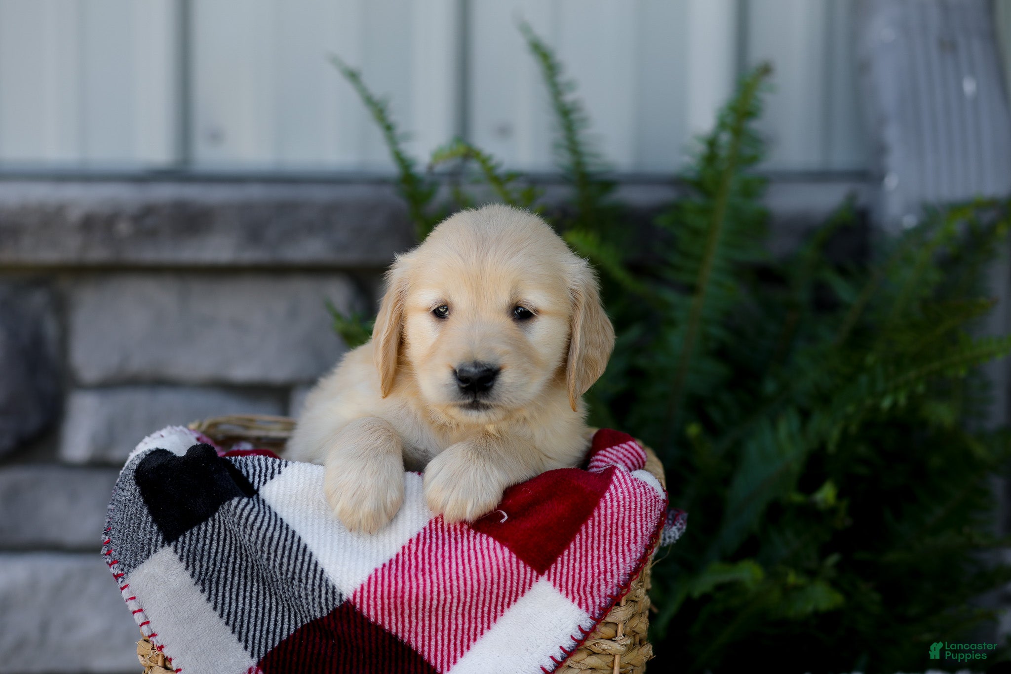 Golden Retriever dogs Bailey - Ad 2