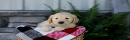 Golden Retriever dogs for sale: Bailey - Ad 2