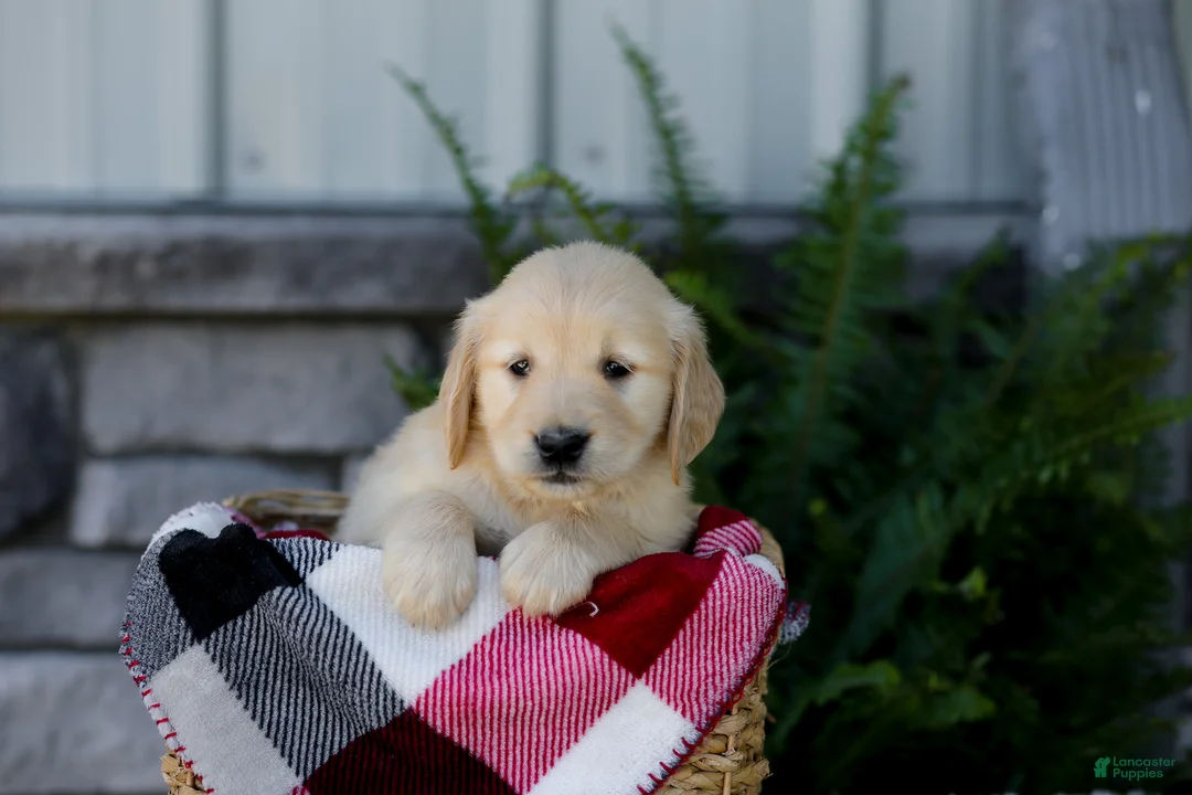 Golden Retriever dogs for sale: Bailey - Ad 2