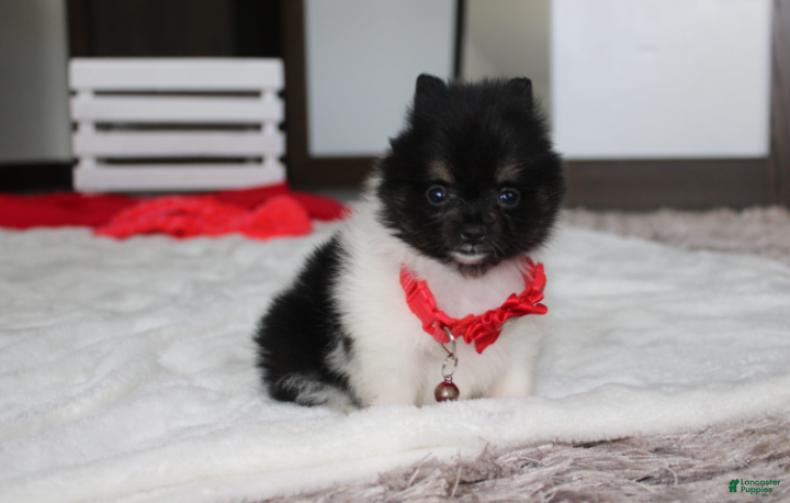 Pomeranian dogs Ziggy - Ad 2