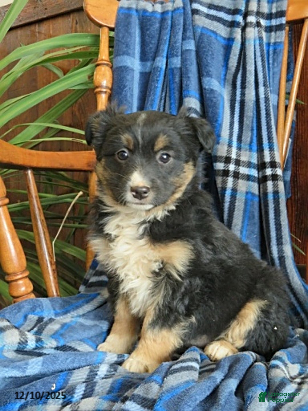Miniature Australian Shepherd dogs for sale: Millie - Ad 1