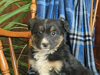 Miniature Australian Shepherd dogs Millie - Ad 24