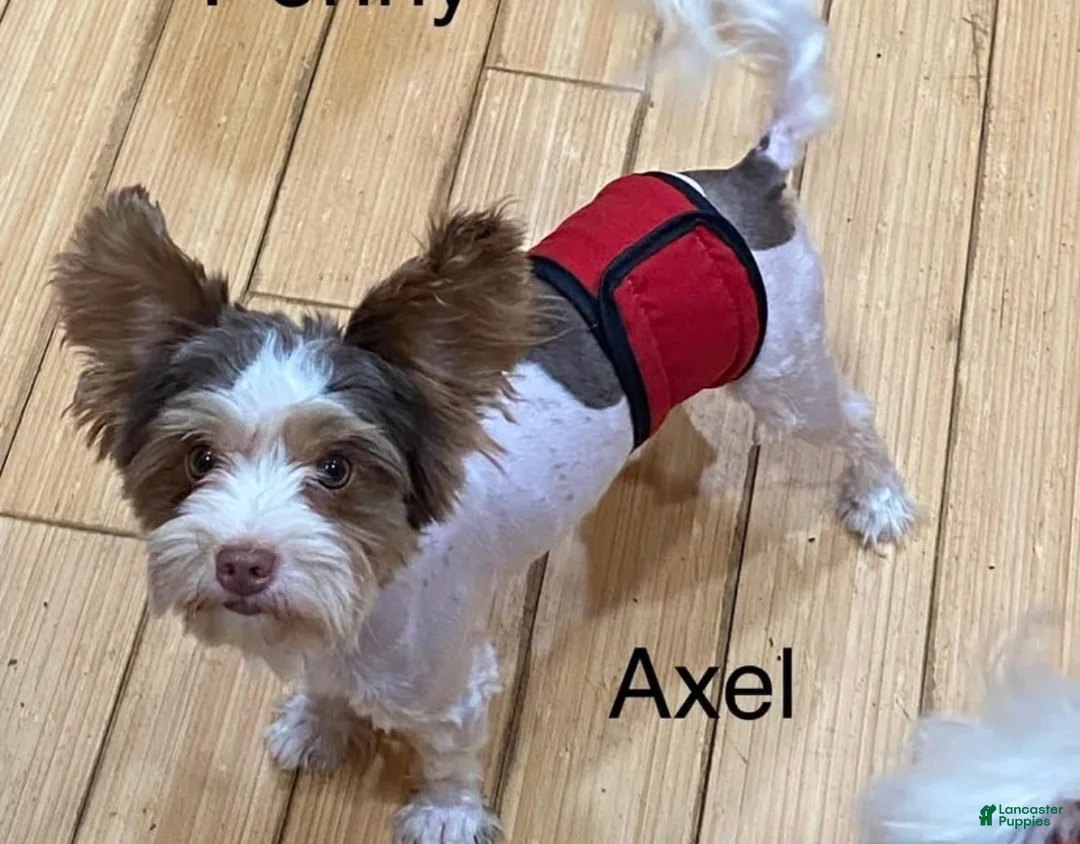 Biewer Terrier dogs for sale: Axel - Ad 1
